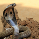Image for article titled Meet the Deadliest Venomous Animals in the World
